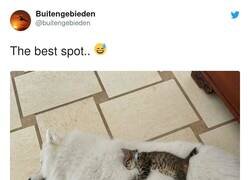 Enlace a Ojalá tener algo así para echarme las siestas, por @buitengebieden