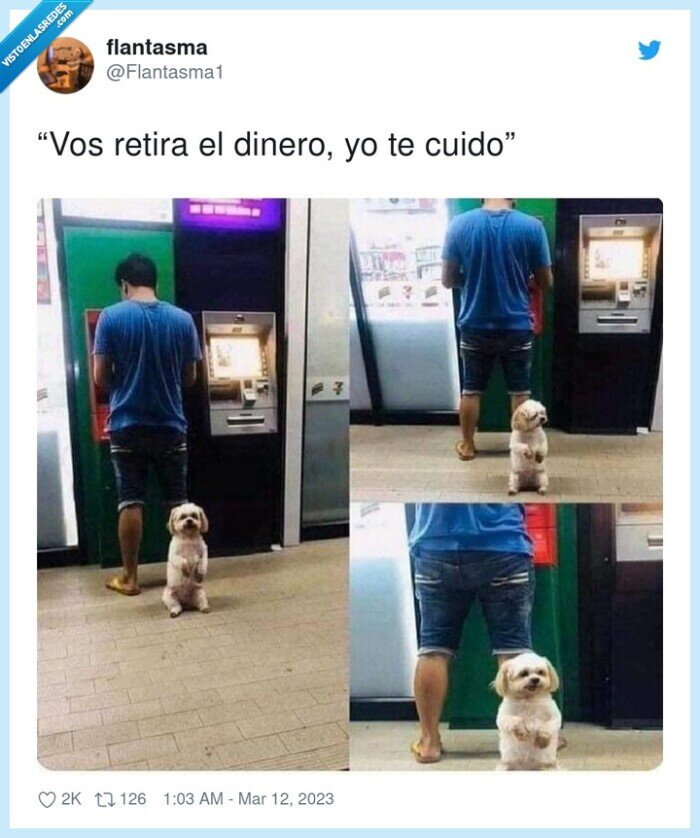 retirar,dinero,cajero,perro