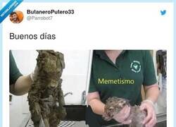 Enlace a Tan triste como cierto, por @Parrobot7