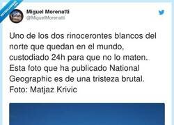 Enlace a Es absolutamente desolador. Tengo entendido que quedan dos hembras, madre e hija, por @MiguelMorenatti