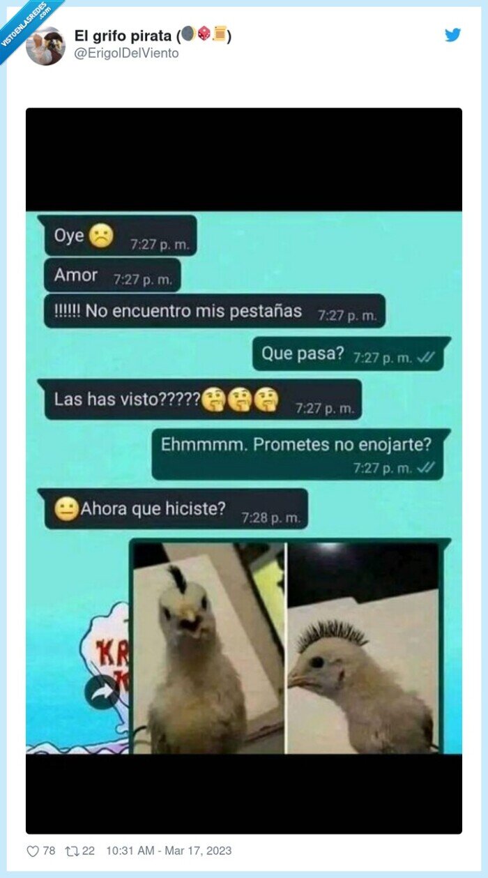 cresta,pajaro,pestañas