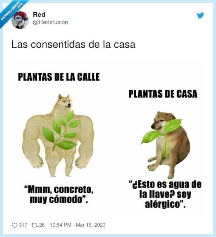 consentidas,casa,plantas,doge,cheems