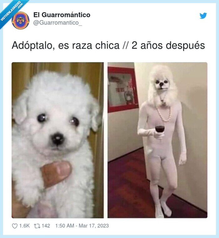 raza,perro,miniatura,crecer