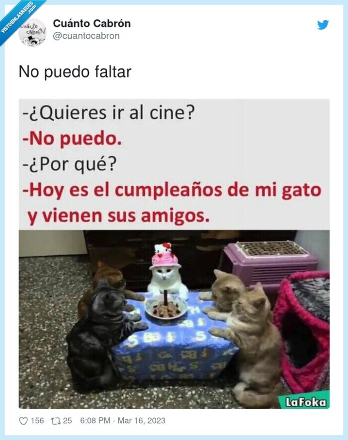 fiesta,gato,amigos