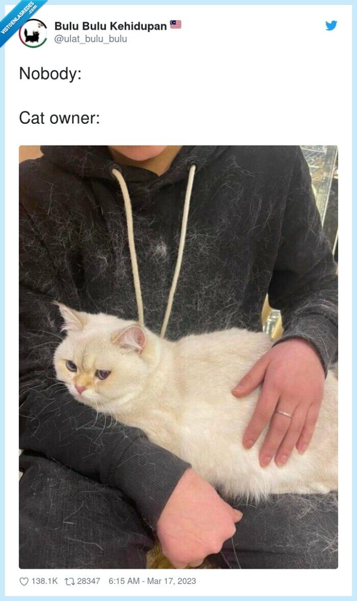 pelo,peludo,enganchar,gato,perro,mascotas