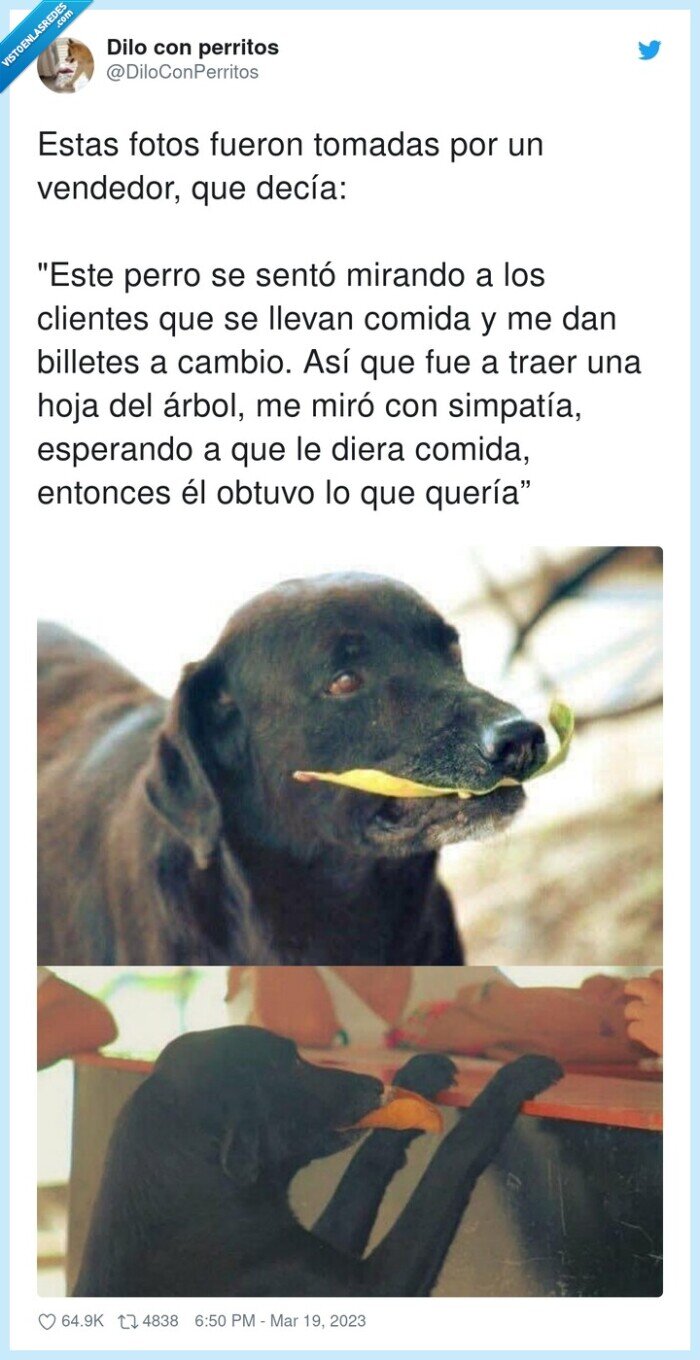 perro,pagar,billete,hoja,comida
