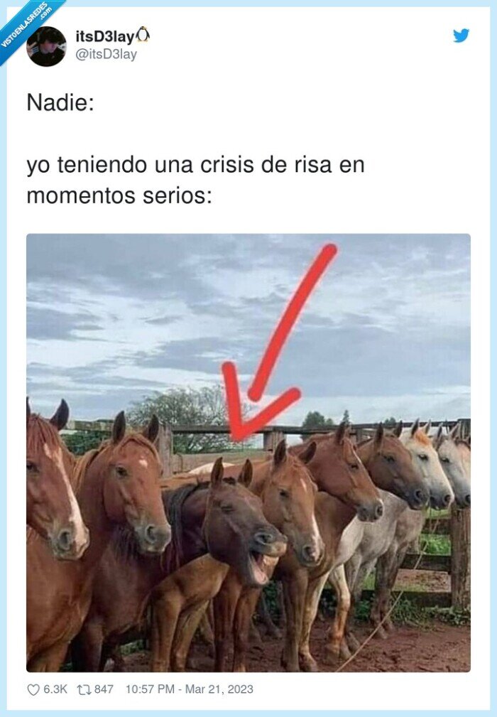 teniendo,momentos serios,risa,crisis,caballos