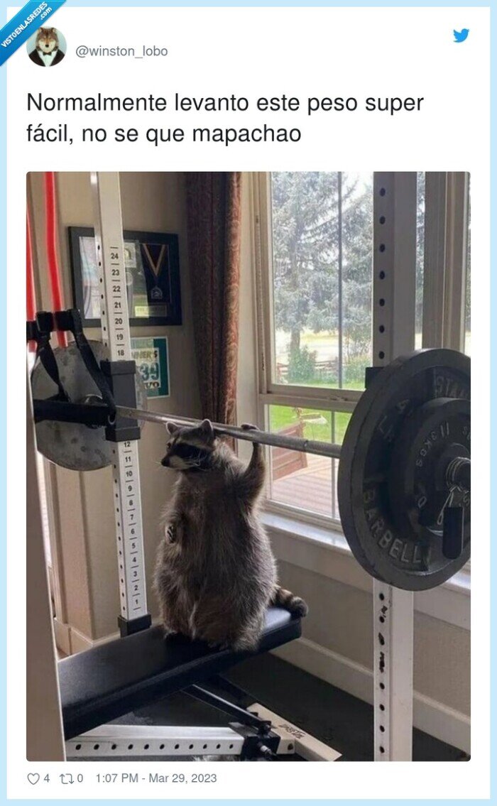 normalmente,mapachao,levantar,fácil,pesas,mazao