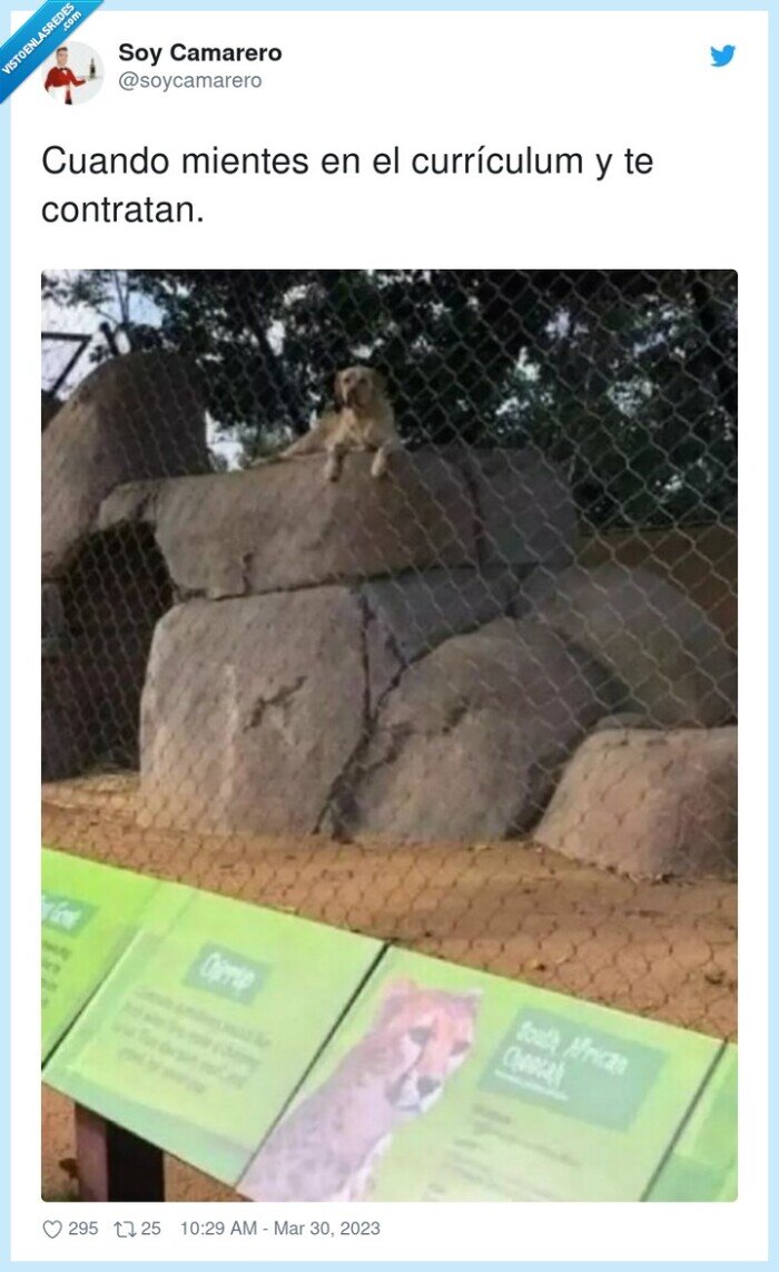 currículum,contratar,mentir,perro