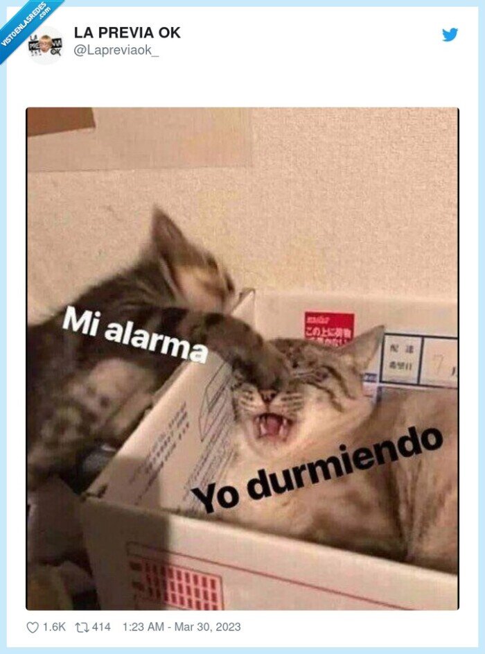 gato,golpe,dormir,alarma