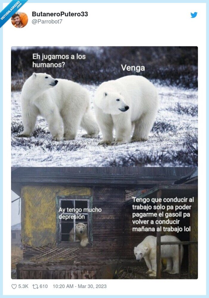 osos,jugar,humanos