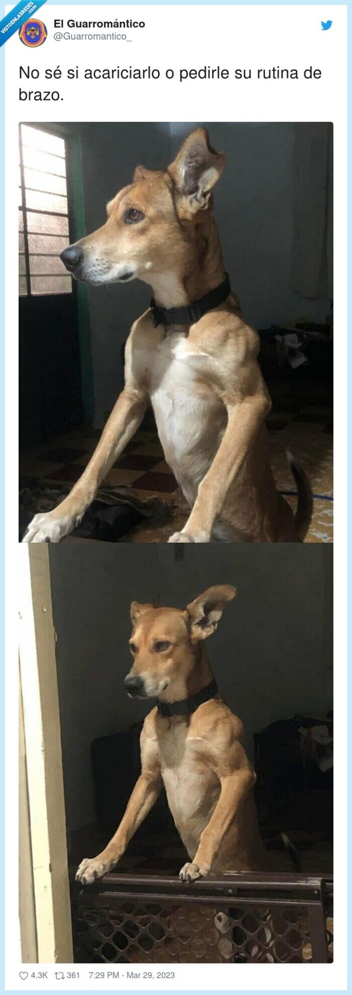 acariciarlo,pedirle,rutina,brazo,perro,mazado,cachas,fuerte