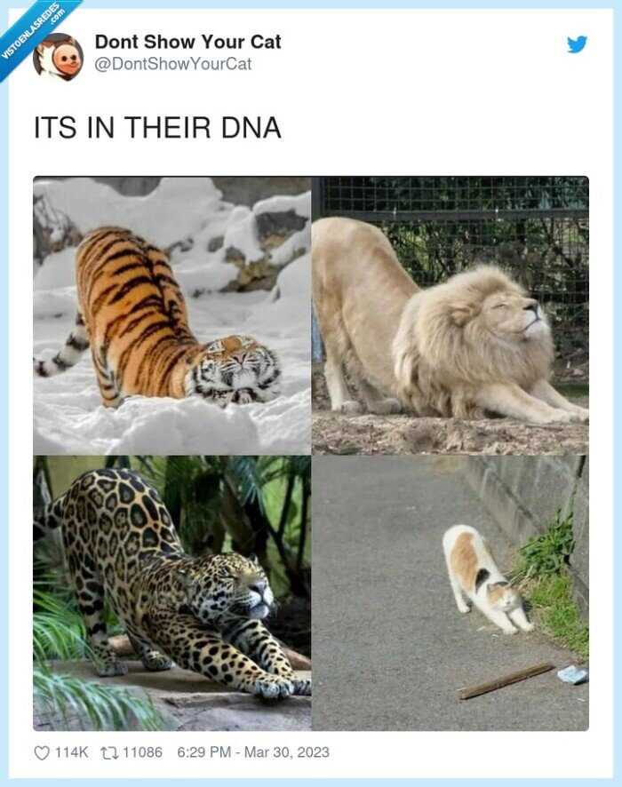 posturas,gatos,felinos