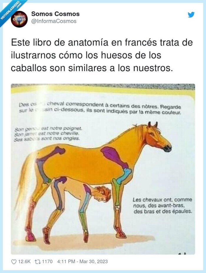 ilustrarnos,anatom&iacute;a,similares,franc&eacute;s,caballos