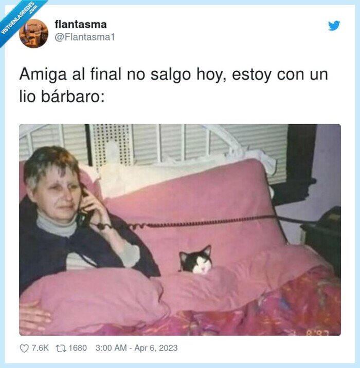 salir,cama,descansar,amigos,gato