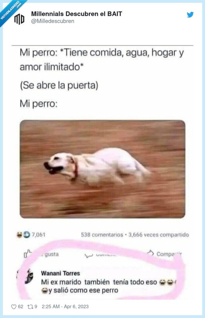 perro,escaparse,hogar,comida,agua