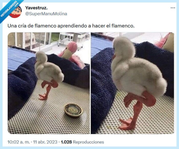 flamenco,cría,aprender