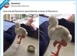 Enlace a Lo lleva en lso genes por @supermanumolina