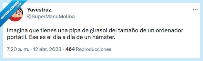 pipa,hámster,portátil