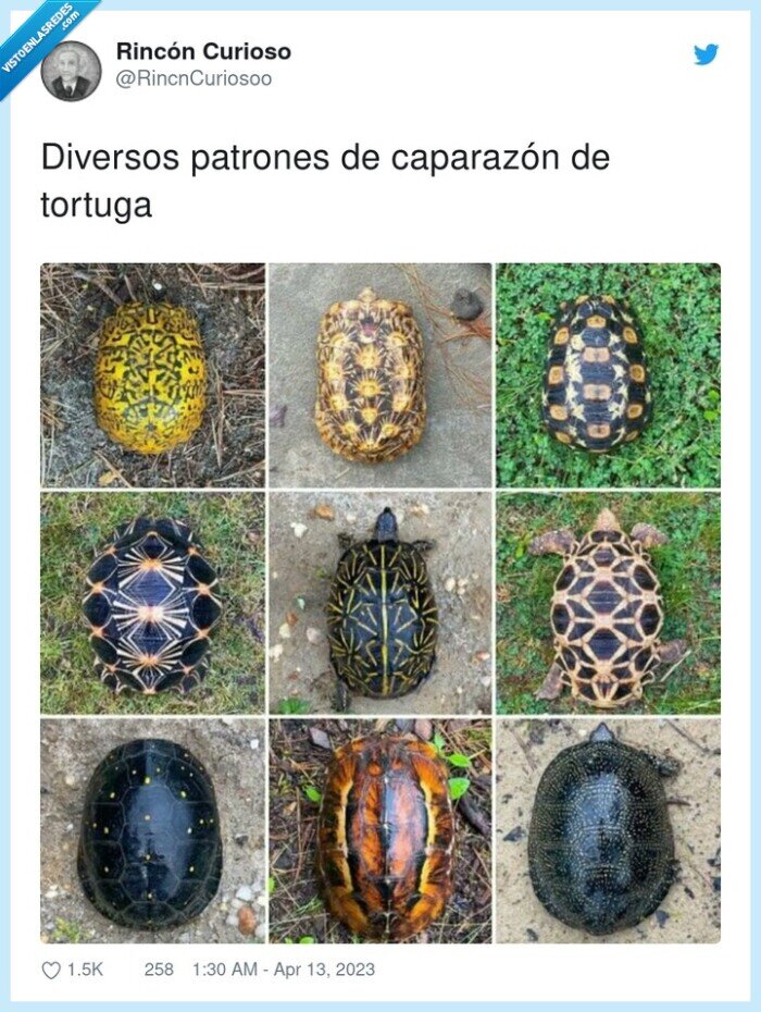 caparazón,diversos,patrones,tortuga