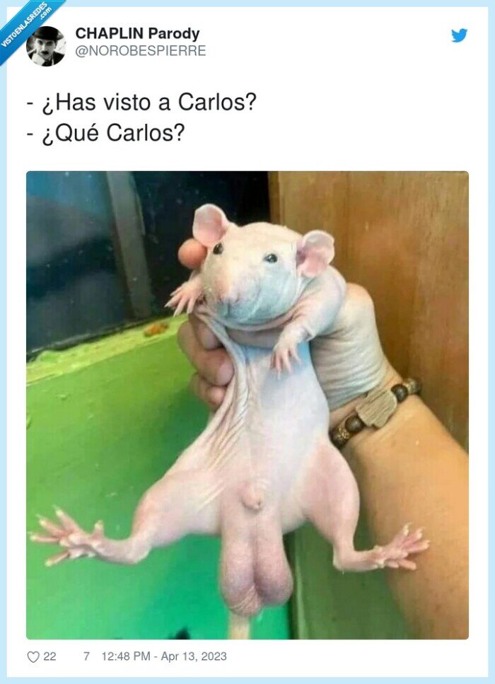 carlos,visto,rata,huevos