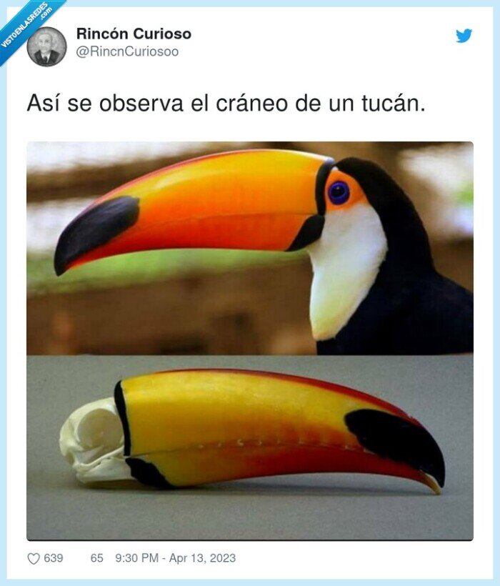 cráneo,tucán