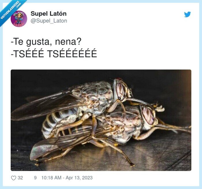 tséééééé,tsééé,gusta,mosca