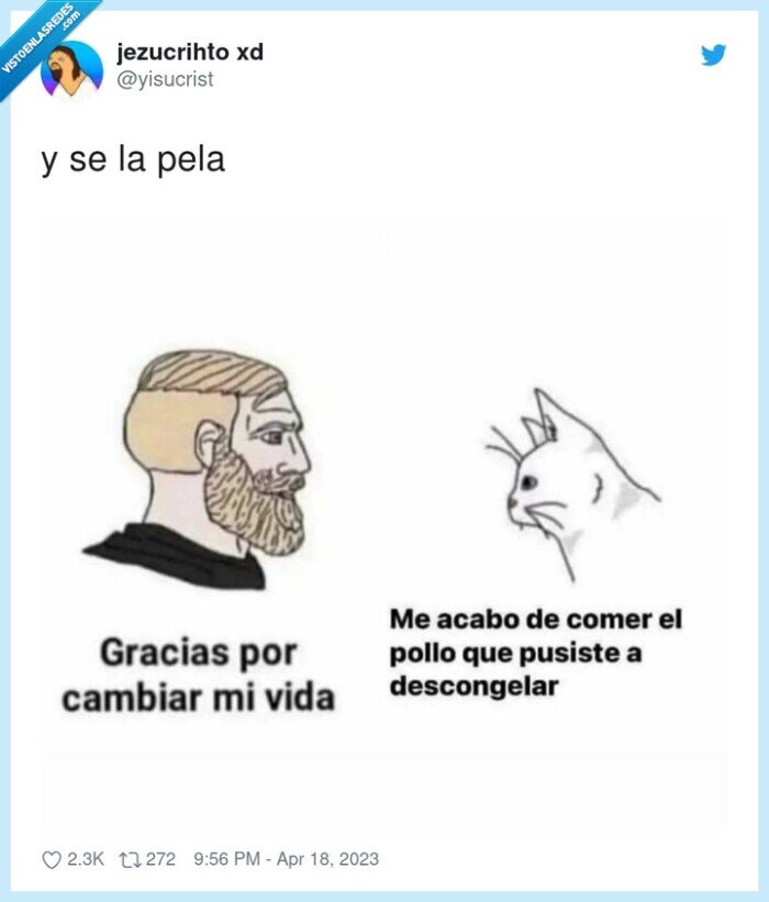 gato,comer,descongelar,sudar de ti