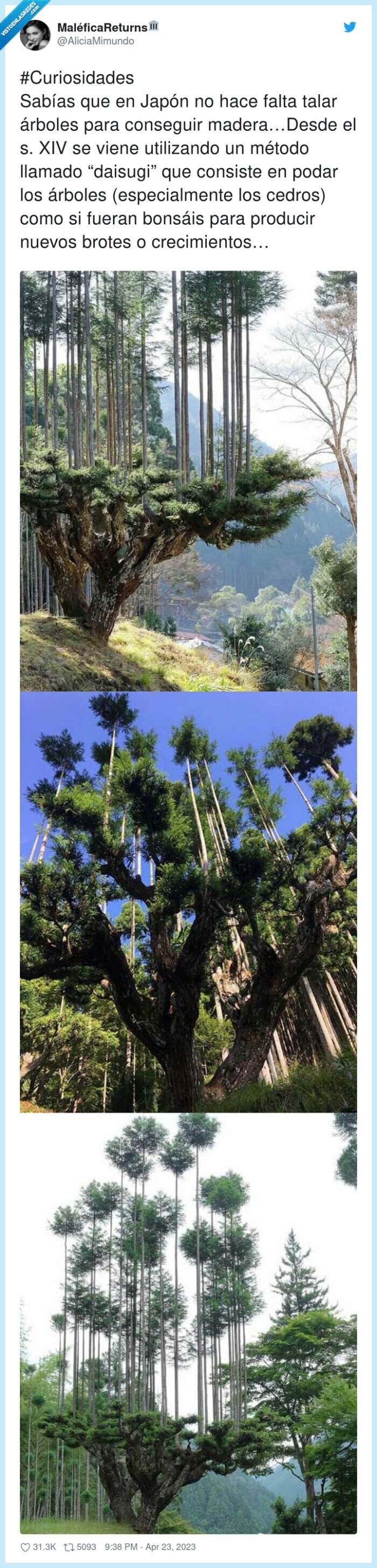 madera,curiosidades,daisugi,troncos,arboles