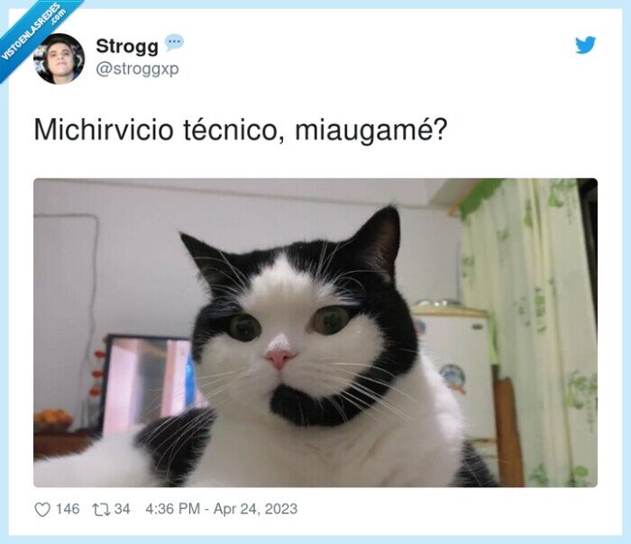 michirvicio,servicio técnico,miaugamé,mancha,gato