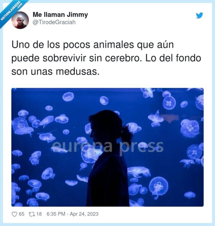 sobrevivir,animales,cerebro,medusas