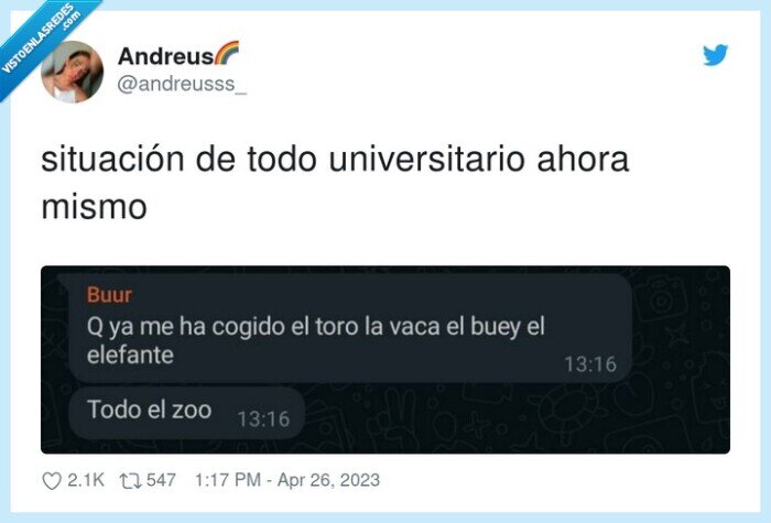 universitario,situación,ahora mismo,toro,vaca,buey,pillar