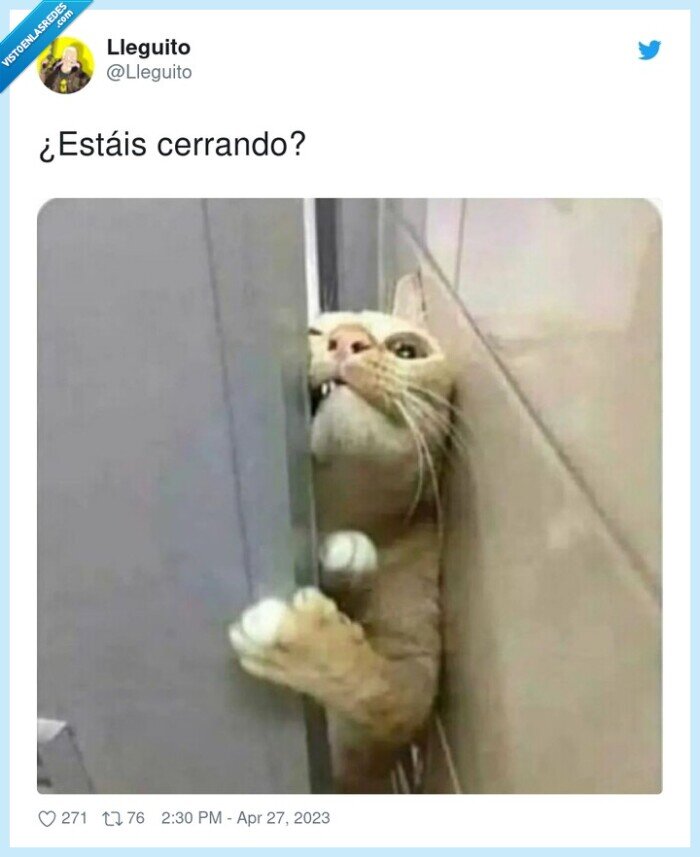 gato,entrar,puerta,tienda,cerrar