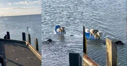 Enlace a Un perrete se lanza al agua para rescatar a su colega que estaba atrapado en una tabla de surf