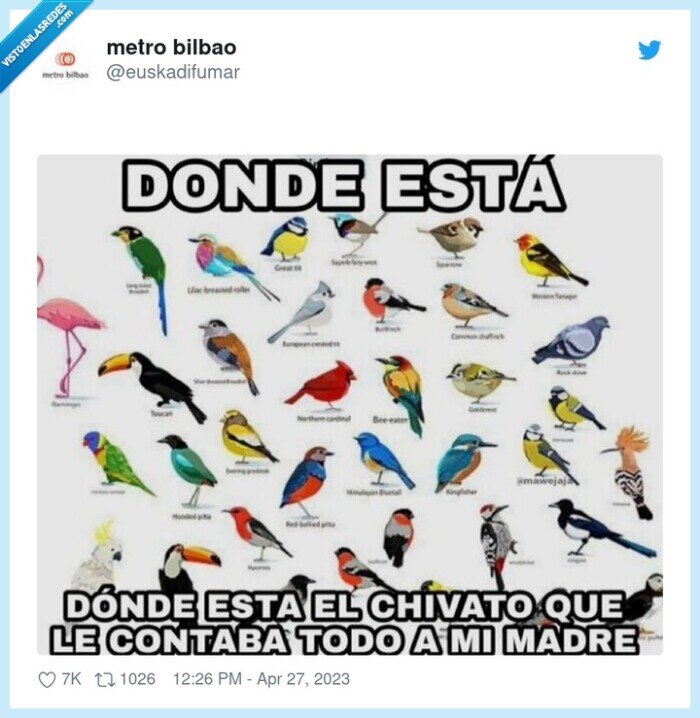 pajarito,me ha contado,madre,pajaros