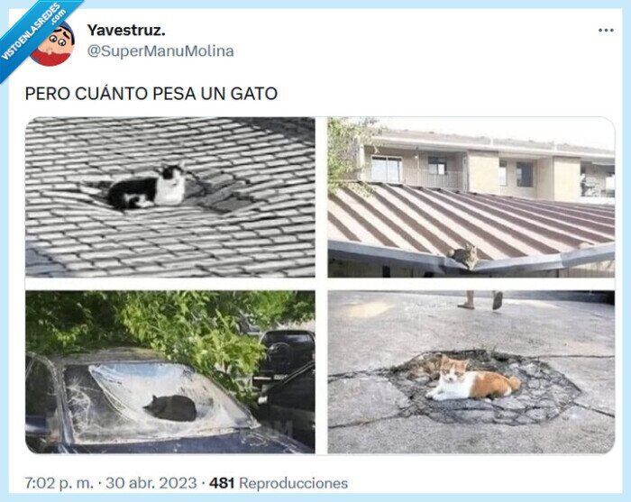gato,pesar