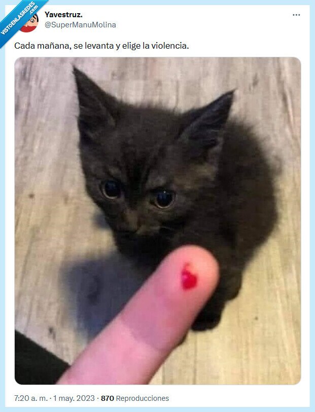 violencia,mañana,gato,elegir