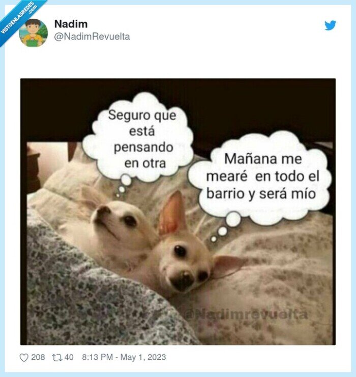 perros,cama,dormir,mear,pensando en otra