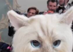 Enlace a Este vídeo me ha alegrado el día, por @AlvaroCampoy