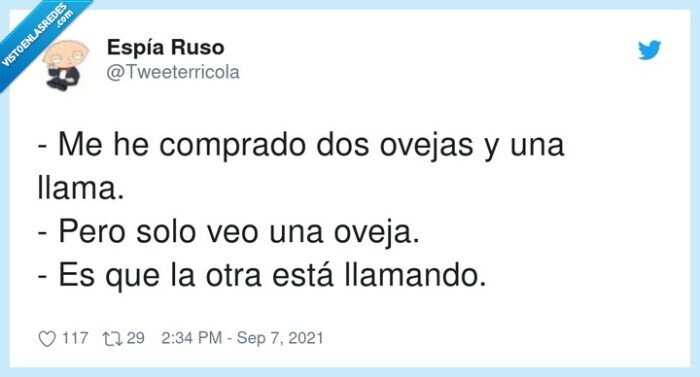 comprar,llamando,ovejas,llama,oveja