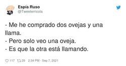 Enlace a Dos ovejas y una llama, por @Tweeterricola