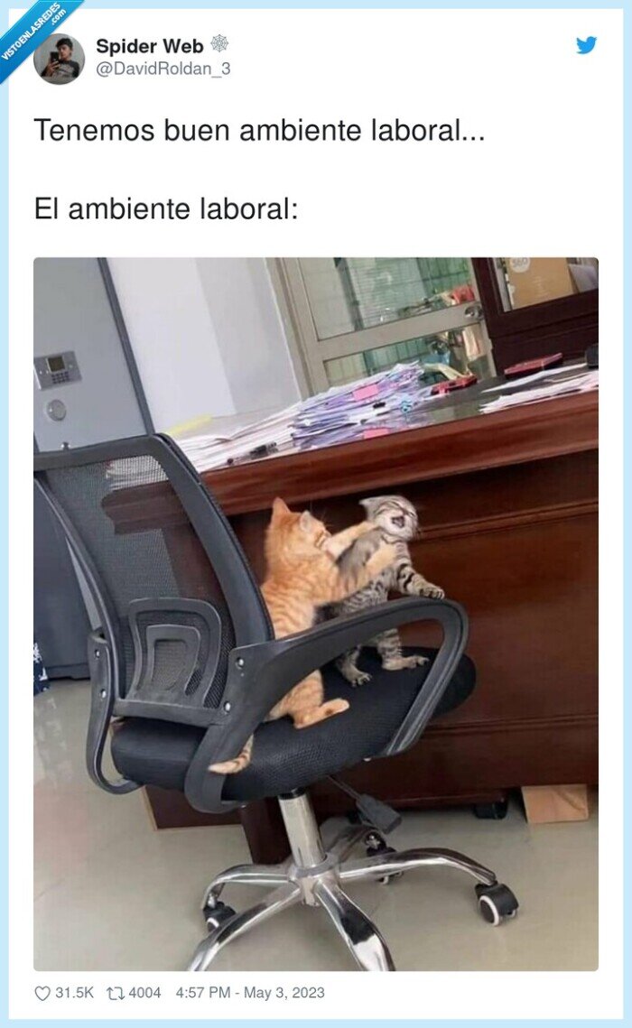 ambiente laboral,gato,pelea