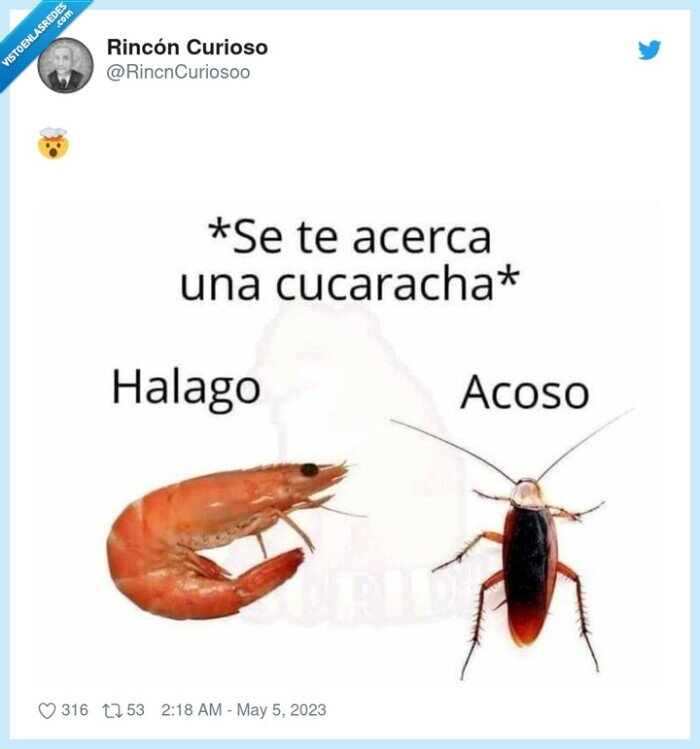 gamba,cucaracha