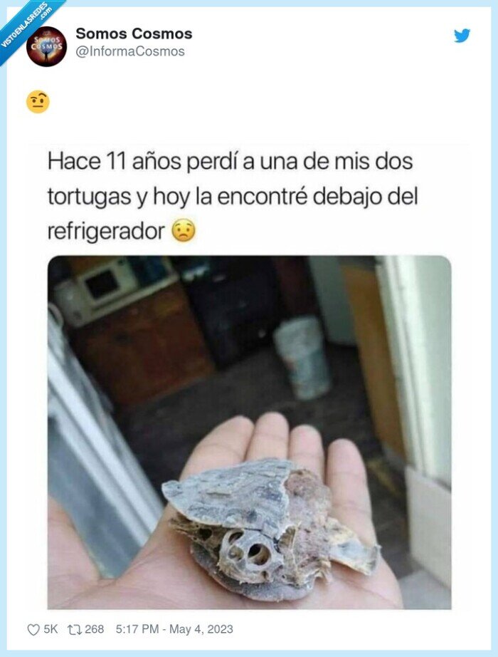 tortuga,dep,esqueleto,debajo,nevera