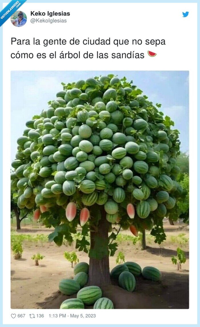 sandías,árbol,ciudad
