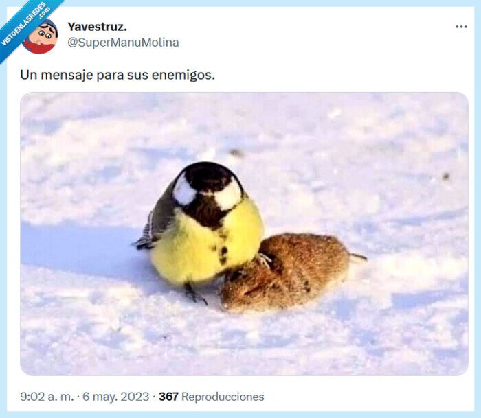 mensaje,enemigos,pájaros