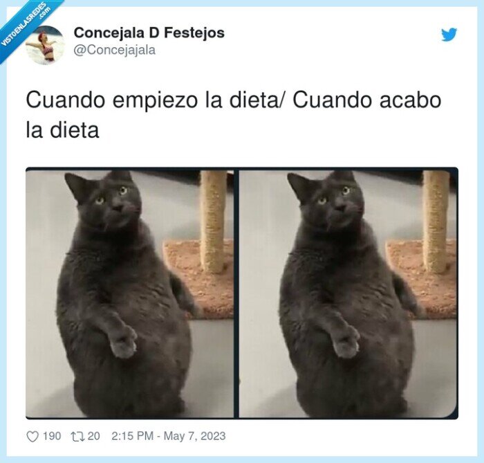 empiezo,gato,gordo,dieta