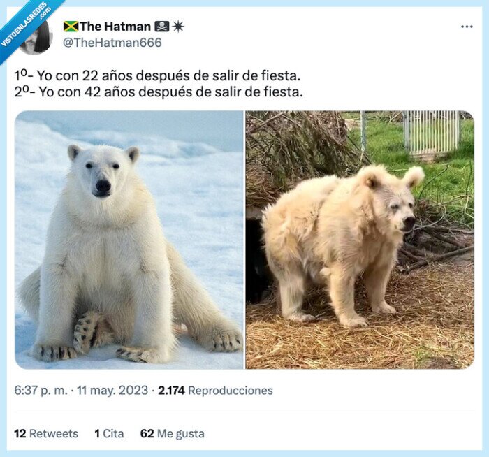 fiesta,años,salir,oso polar