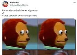 Enlace a El gato sabe que volverá a hacerlo por @supermanumolina