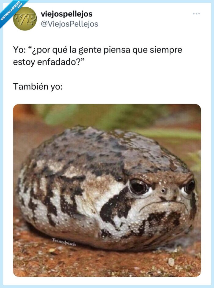 sapo,enfadado,cara,yo,humor,twitter